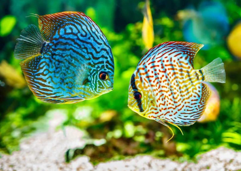 Read more about the article Freshwater Aquarium Guide