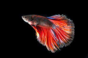 Read more about the article Betta Fish Tank Setup